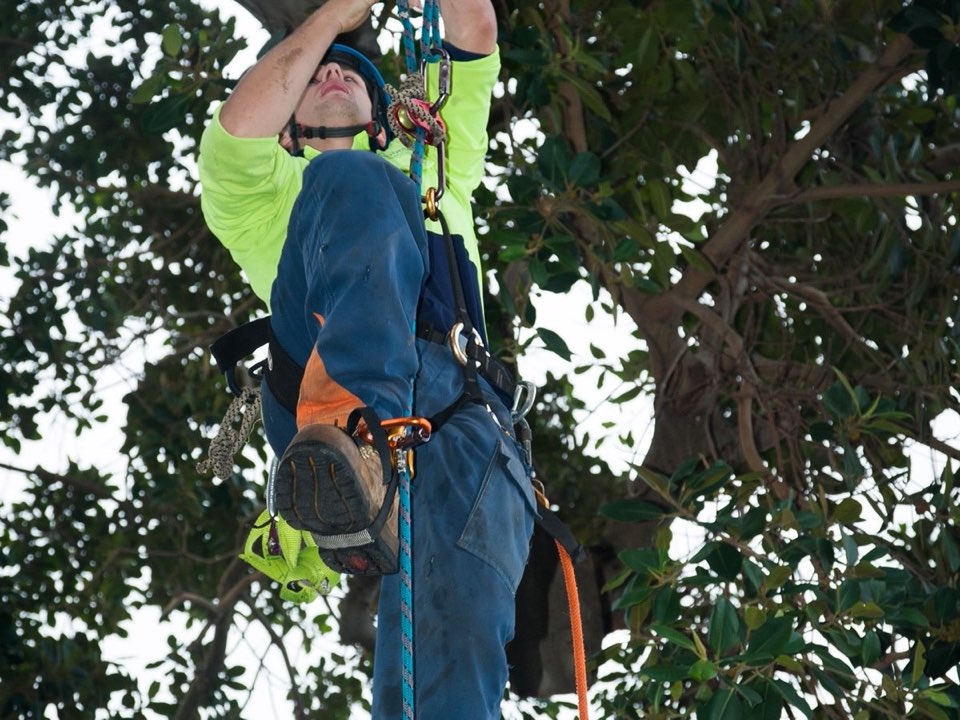 Qualified arborist working in a mature tree during a risk assessment in Conwy