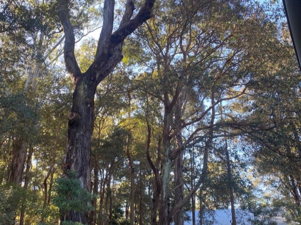 Mature trees in a Conwy parkland setting due for routine re-inspection